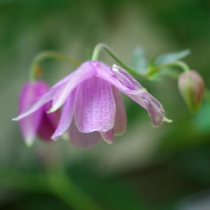 Aquilegia ecalcarata